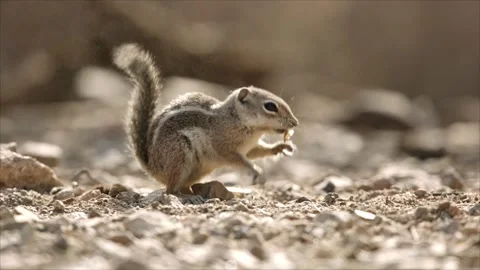 Round-tailed ground squirrel in the Sonoran desert,Arizona,USA Stock Footage 267090844
