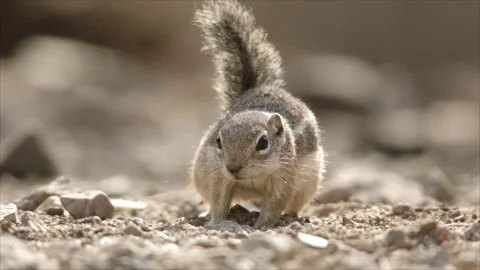 Round-tailed ground squirrel in the Sonoran desert,Arizona,USA Stock Footage 267090849