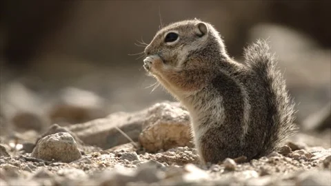 Round-tailed ground squirrel in the Sonoran desert,Arizona,USA Stock Footage 267090852