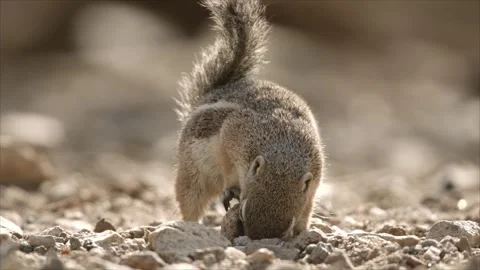 Round-tailed ground squirrel in Sonoran Desert,Arizona,USA Stock Footage 267090857