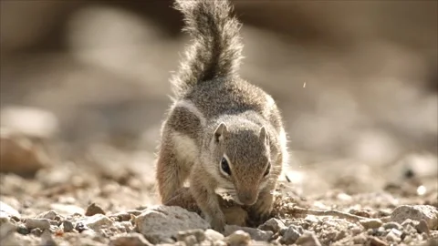 Round-tailed ground squirrel in Sonoran Desert,Arizona,USA Stock Footage 267090858
