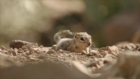 Round-tailed ground squirrel  in the Sonoran desert,Arizona,USA Stock Footage 267090864