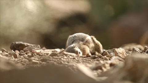 Round-tailed ground squirrel  in the Sonoran desert,Arizona,USA Stock Footage 267090865