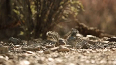 Round-tailed ground squirrel  in the Sonoran desert,Arizona,USA Stock Footage 267090872