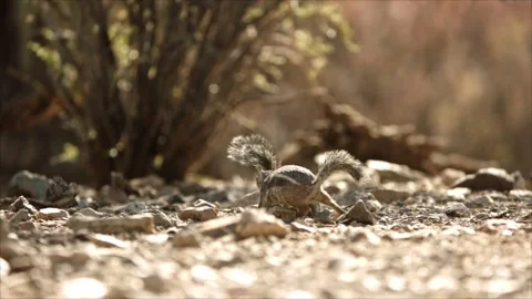Round-tailed ground squirrel  in the Sonoran desert,Arizona,USA Stock Footage 267090874