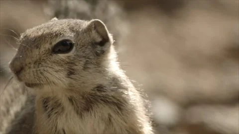 Round-tailed ground squirrel in the Sonoran desert,Arizona,USA 库存影片 267090878