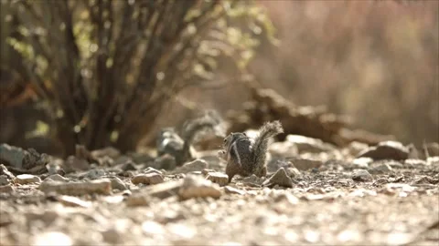 Round-tailed ground squirrel  in the Sonoran desert,Arizona,USA Stock Footage 267090880