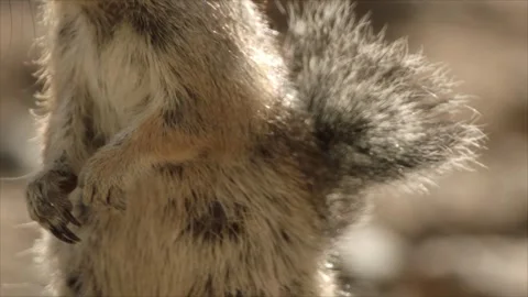 Round-tailed ground squirrel in the Sonoran desert,Arizona,USA Stock Footage 267090885
