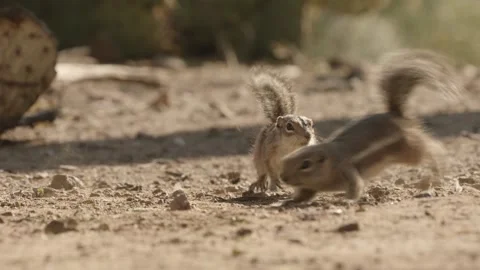 Round-tailed ground squirrel in the Sonoran Desert,Arizona,USA Stock Footage 267090897