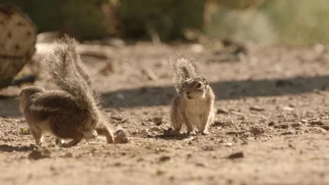 Round-tailed ground squirrel in the Sonoran Desert,Arizona,USA Stock Footage 267090898