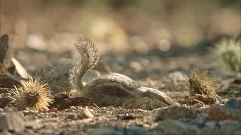 Round-tailed ground squirrel in the Sonoran Desert,Arizona,USA 库存影片 267090901