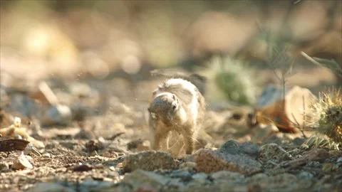 Round-tailed ground squirrel  in the Sonoran desert,Arizona,USA Stock Footage 267090908