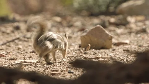 Round-tailed ground squirrel  in the Sonoran desert Stock Footage 267090913