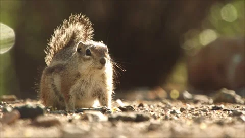 Round-tailed ground squirrel  in the Sonoran desert Stock Footage 267090921