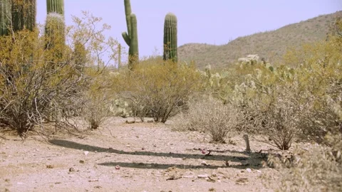 Round tailed ground squirrel in the Sonoran desert with saguaro cactus in the ba Stock Footage 277437638
