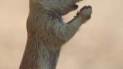 Round tailed ground squirrel standing in the desert and eats something (slide) Stock Footage 277437639