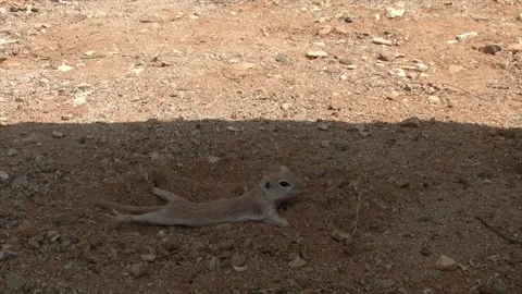 Round tailed ground squirrel stretches itself in the sand  Stock Footage 277437620
