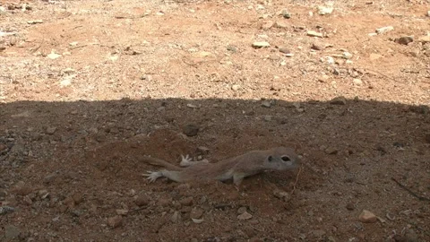 Round tailed ground squirrel stretches itself in the sand Stock Footage 277437622