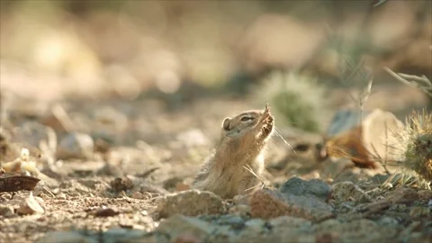 Round-tailed ground squirrel takes a sand bath in the Sonoran desert,Arizona,USA Stock Footage 267090903