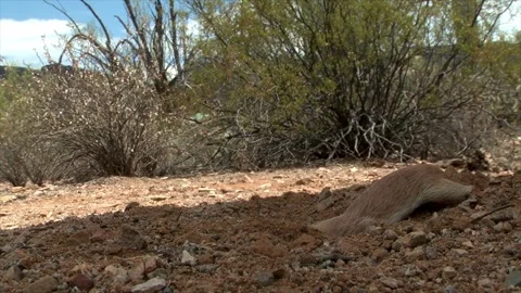 Round-tailed ground squirrel takes a bath in the sand Stock Footage 277437603