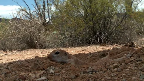 Round-tailed ground squirrel takes a bath in the sand Stock Footage 277437606