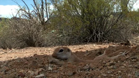 Round-tailed ground squirrel takes a bath in the sand Stock Footage 277437611