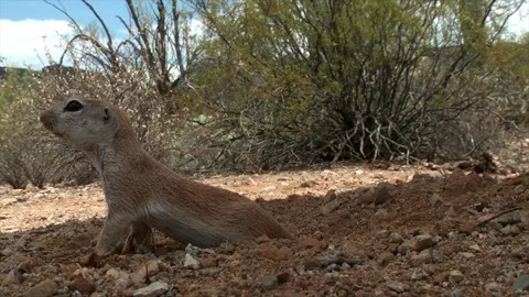 Round-tailed ground squirrel takes a bath in the sand Stock Footage 277437613