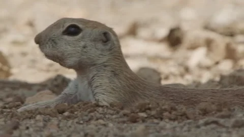 Round-tailed ground squirrel takes a bath in the sand, slide Stock Footage 277437690