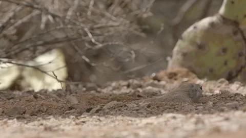 Round-tailed ground squirrel takes a bath in the sand Stock Footage 277437701