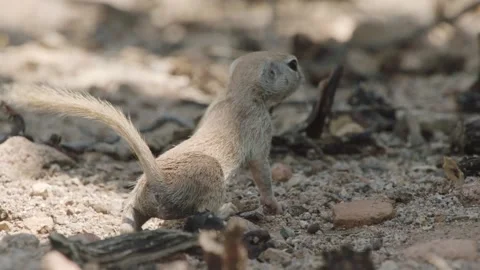 Round tailed ground squirrel  wags its tail  and is little nervous and tens Stock Footage 277437657