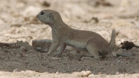 Round tailed ground squirrel  wags its tail and drums with its legs Stock Footage 277437673
