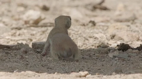Round tailed ground squirrel  wags its tail and drums with its legs Stock Footage 277437678