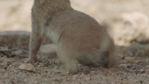 Round tailed ground squirrel  wags its tail and drums with its legs; close up Stock Footage 277437680
