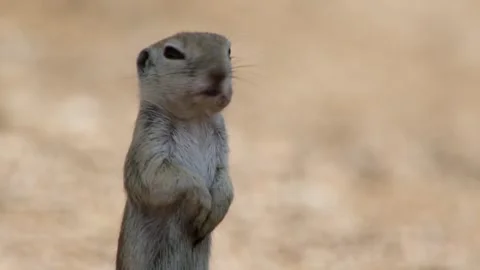 Round tailed ground squirrel is watching vigilant  库存影片 277437625