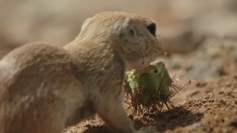 Round tailed ground squirrel while eating, New Mexico, USA Stock Footage 139485216