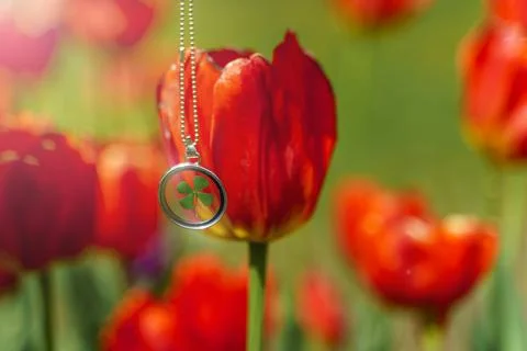 Round talisman with a clover leaf inside against a background of red tulips Stock Photos