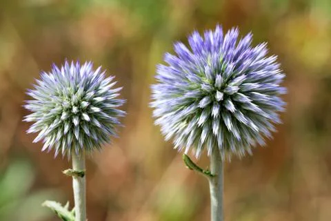 Round thistle flower of spherical shape of lilac color. Stock Photos
