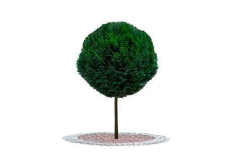 Round thuja tree isolated on white background Stock Photos