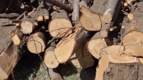 Round timber logs of different size cut and preparated for construction industry Stock Footage 142638353