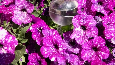 Round transparent self watering device globe inside potted flower. Stock-Footage 155648876