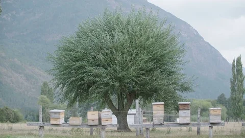 Round tree on a farm blowing in slow motion in front of beehives Stockbeeldmateriaal 70453405