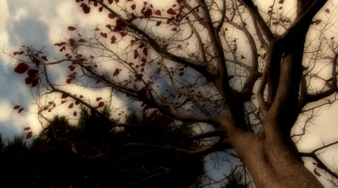 Round the tree Stock Footage 33409210