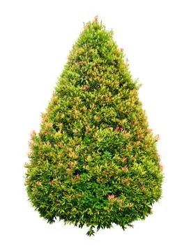 Round tree Foto stock