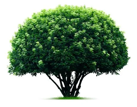 Round tree Stock Photos
