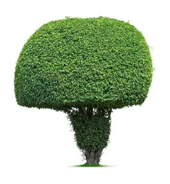 Round tree Stock Photos