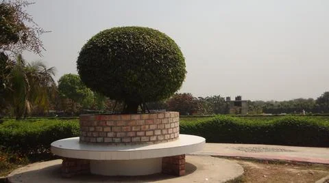 Round Tree Stockfoto's