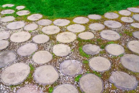 Round tree stump slice with age rings in the in park road Stock Photos