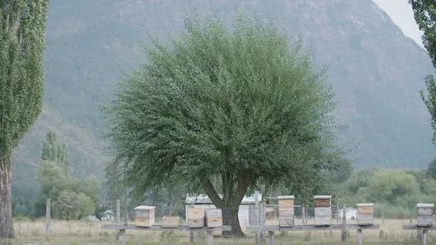 Round tree top blowing in the wind in slow motion on a farm Stock Footage 70453733