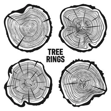 Round tree trunk cuts with cracks, sawn pine or oak slices, lumber. Saw cut Stock Illustration
