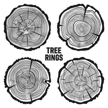 Round tree trunk cuts with cracks, sawn pine or oak slices, lumber. Saw cut Stock Illustration
